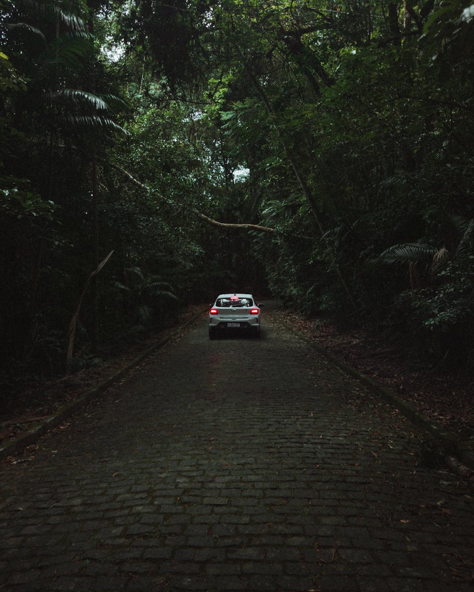 A car drives along a dark, tree-lined road in a dense forest, creating a moody atmosphere.