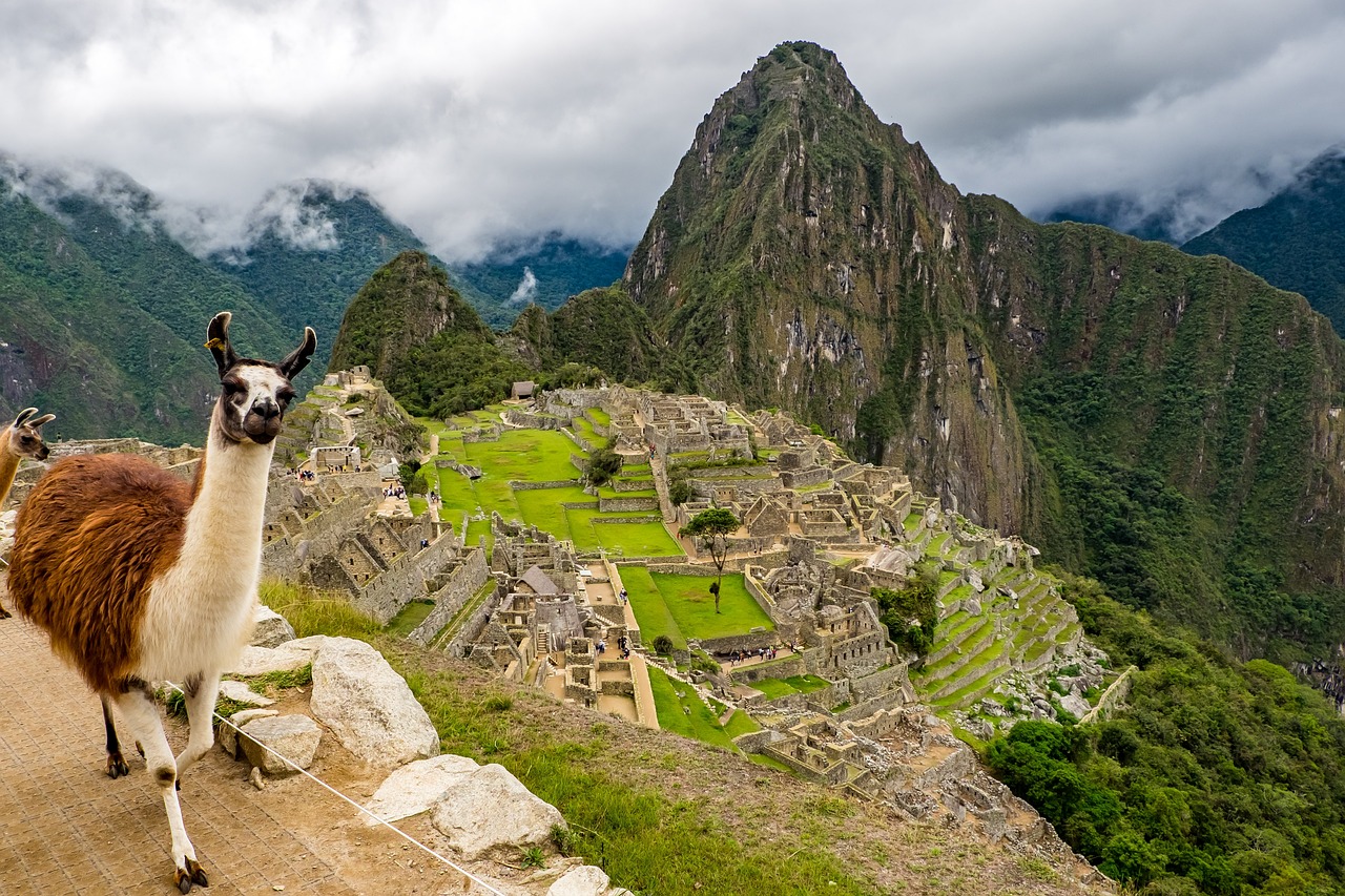 peru, machu picchu, lama