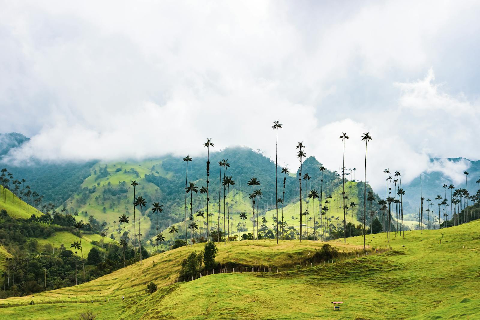 Beautiful view of the Valle de Cocora with iconic wax palms and lush green hills in Colombia.